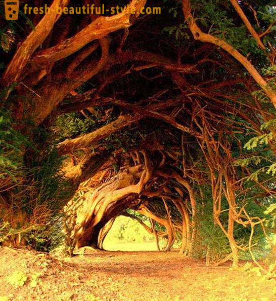 Most interesting tunnels of trees