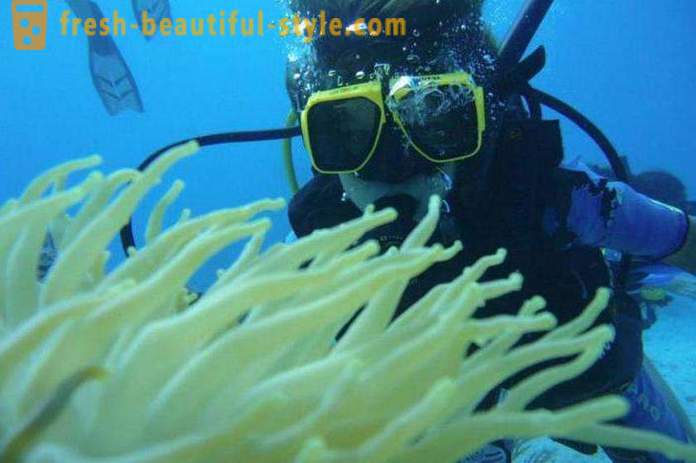What is diving - description, features, equipment, skills and fun facts