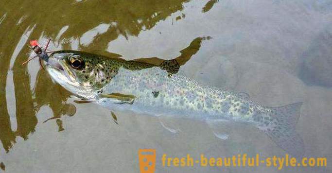 Best lure for trout
