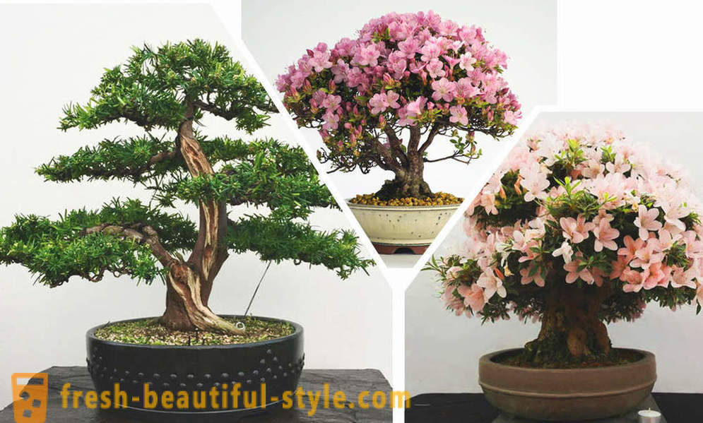 Simplify, behold, bonsai: the rules of the eastern style in the interior