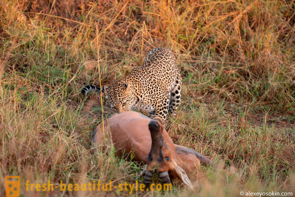 Leopard Hunting