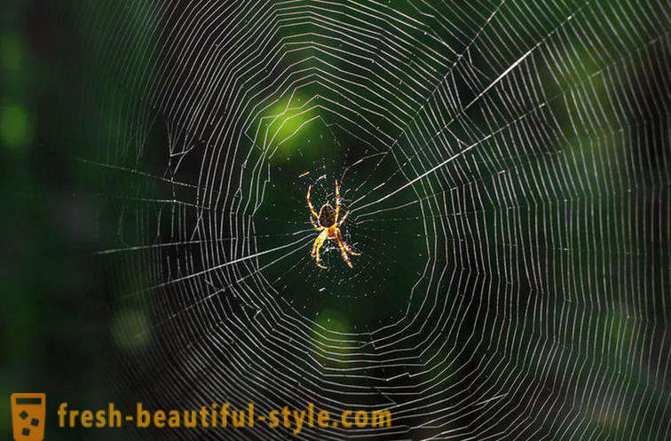 Why not confused spider in its web?