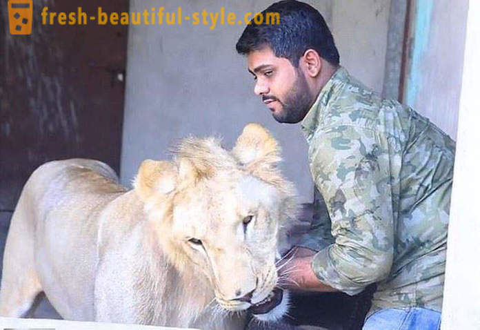Two brothers from Pakistan brought a lion named Simba