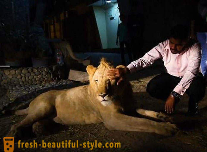 Two brothers from Pakistan brought a lion named Simba