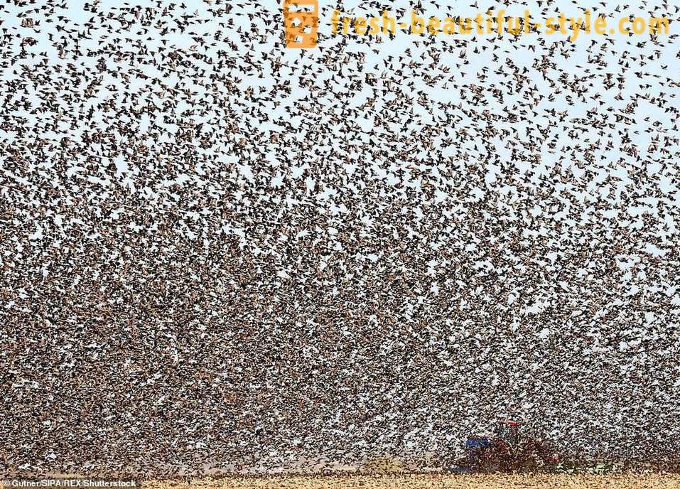 Hundreds of thousands of starlings flooded the sky in the French countryside