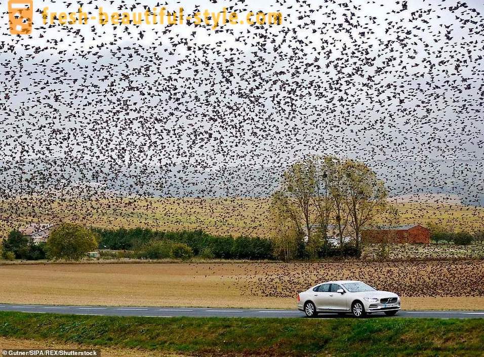 Hundreds of thousands of starlings flooded the sky in the French countryside