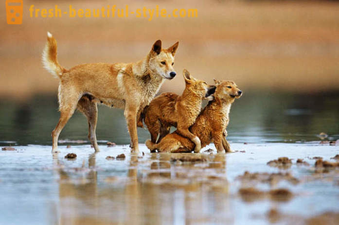 Wild dogs from around the world