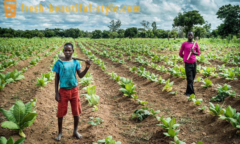 Malawian tobacco plantation