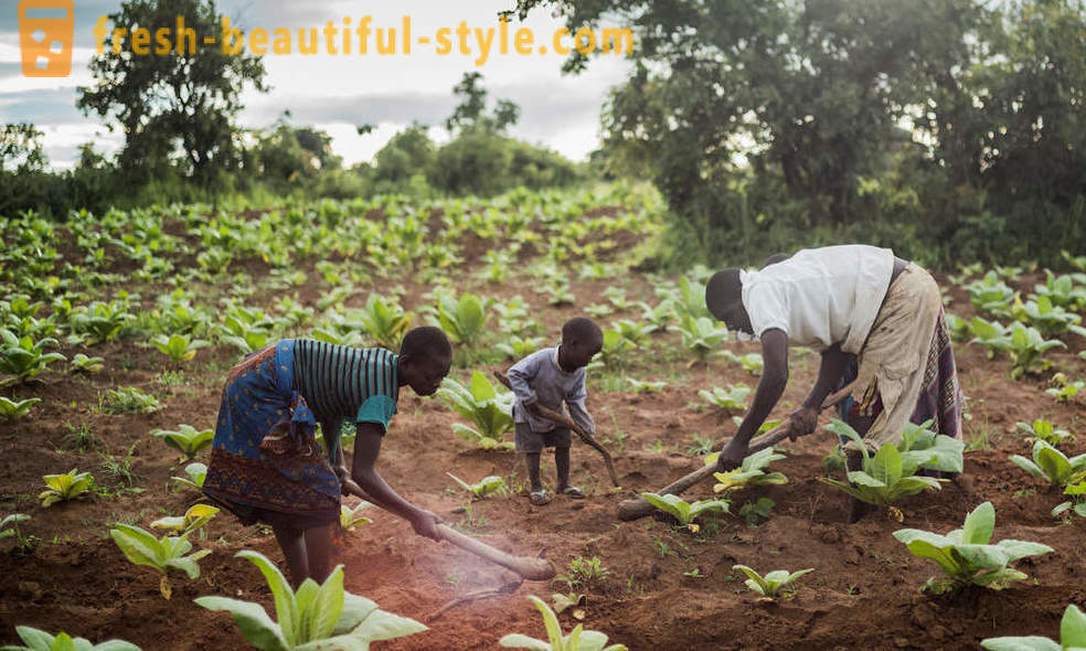 Malawian tobacco plantation