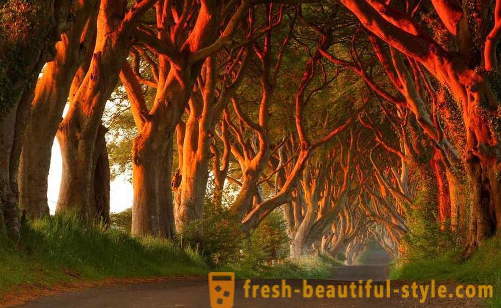Amazing forests of the world