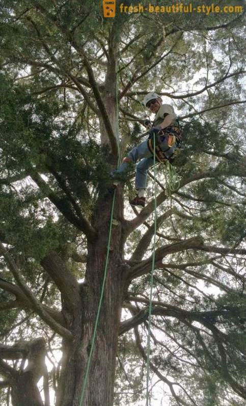 American retirees, climbing trees, rescues cats