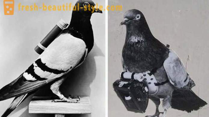Interesting facts from the history of pigeon