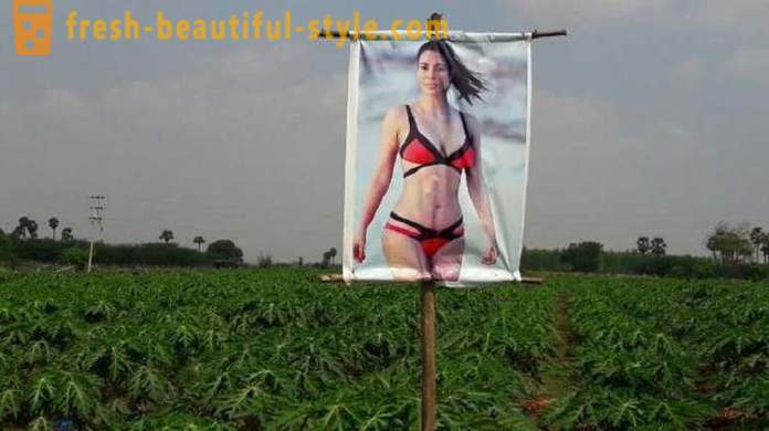 A poster with a porn star for crop protection from the evil eye