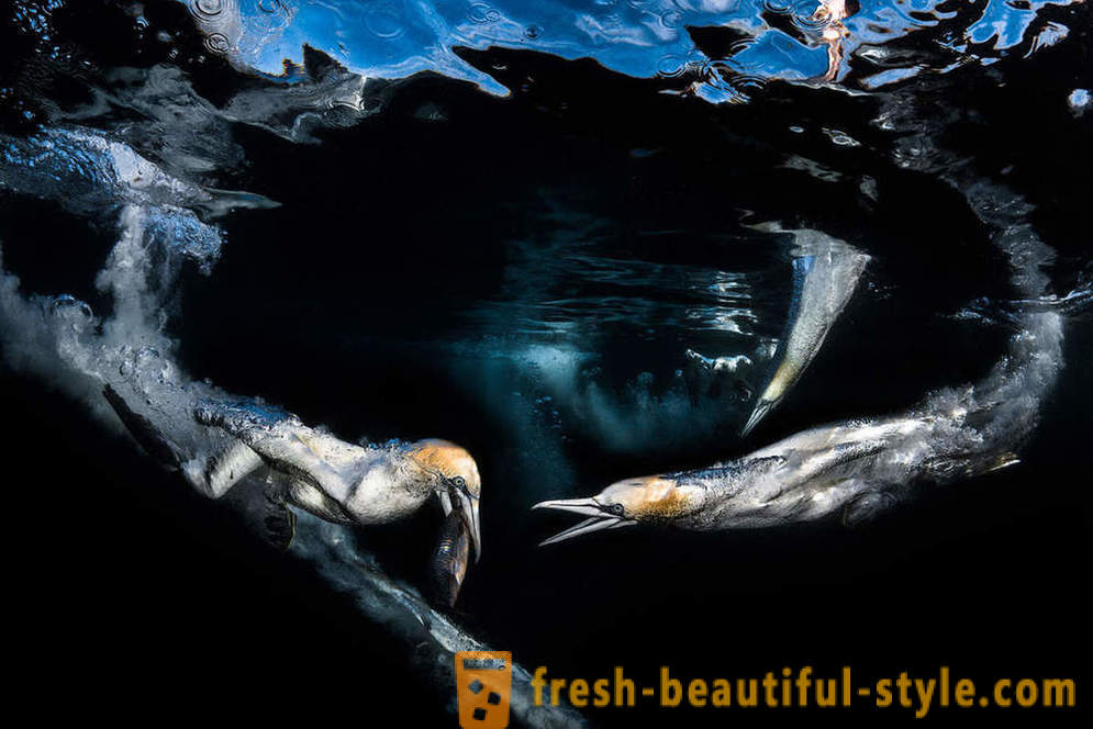 Incredible footage of underwater photography contest winners