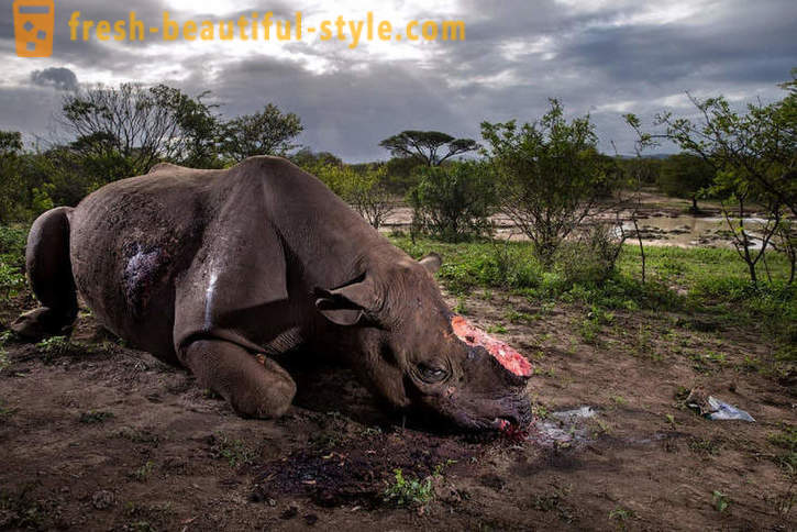 Fotorassledovanie: The hunt for rhino horn