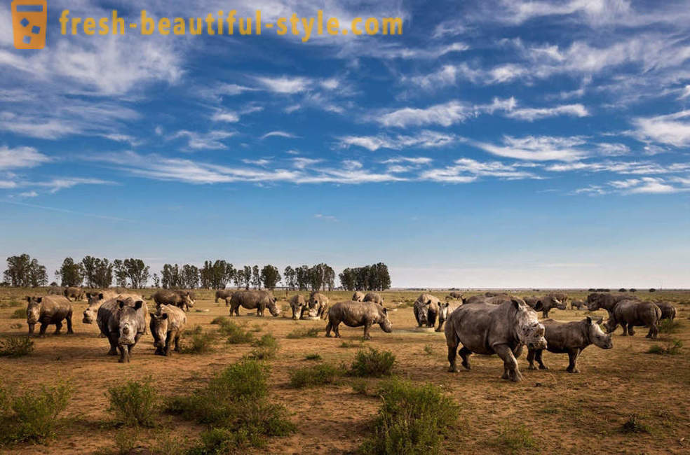 Fotorassledovanie: The hunt for rhino horn