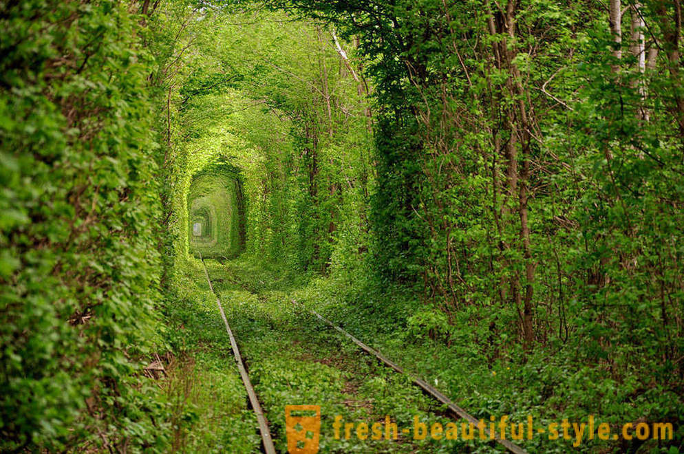 Most interesting tunnels of trees