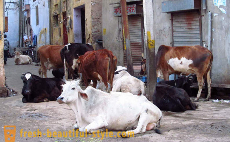 Stray cows - one of India's problems