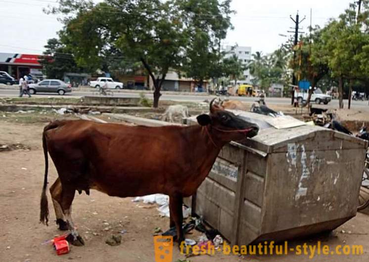 Stray cows - one of India's problems