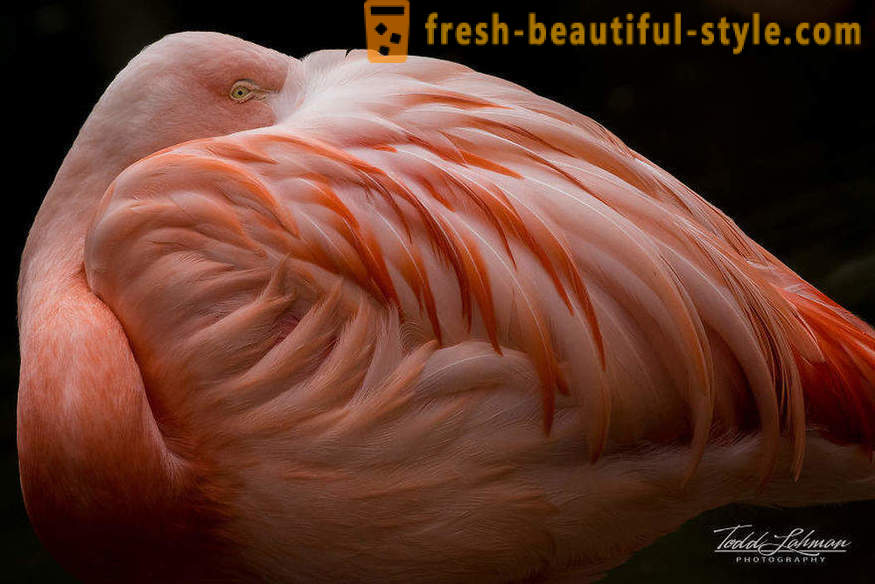 Flamingo - some of the oldest species of birds