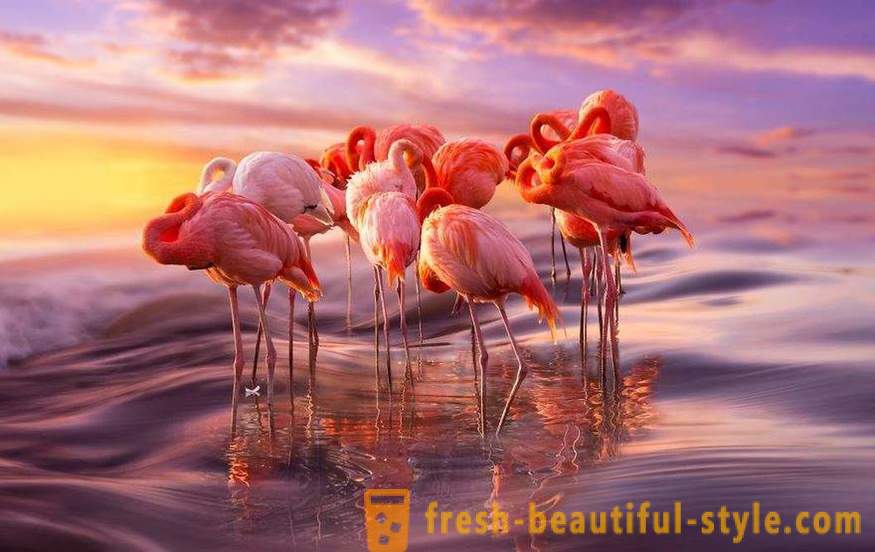 Flamingo - some of the oldest species of birds