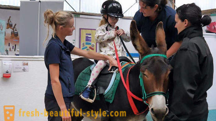 Animal therapy: a mute girl began to speak through a donkey