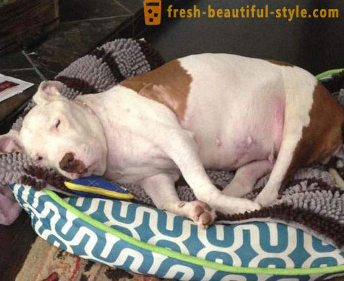 Dying pit bull: a sad story with a happy ending