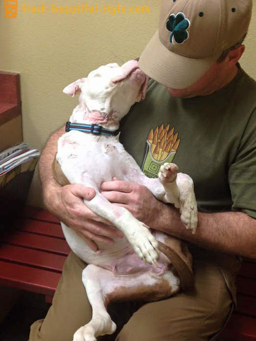 Dying pit bull: a sad story with a happy ending