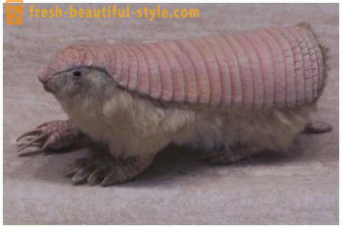 Interesting facts about armadillos