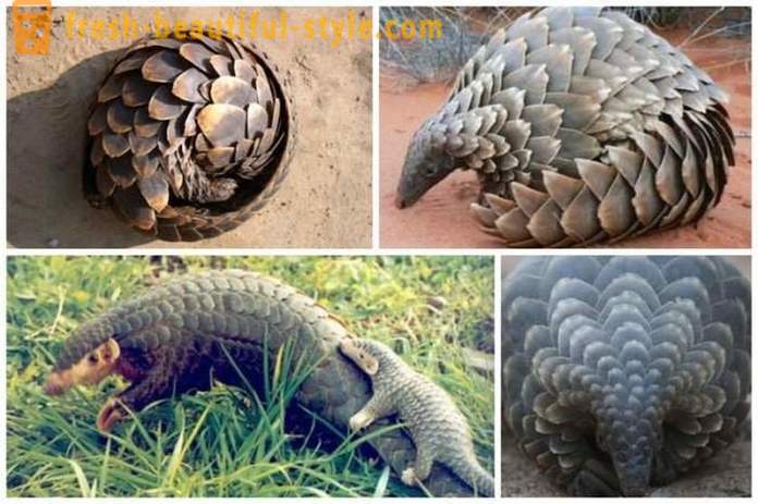 Interesting facts about armadillos