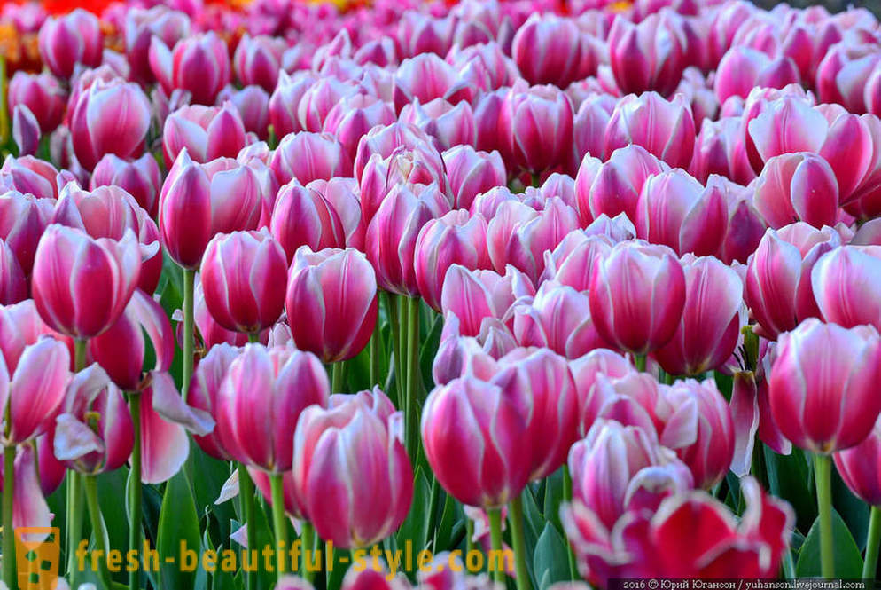 Beauty Crimean tulips in the Nikitsky garden