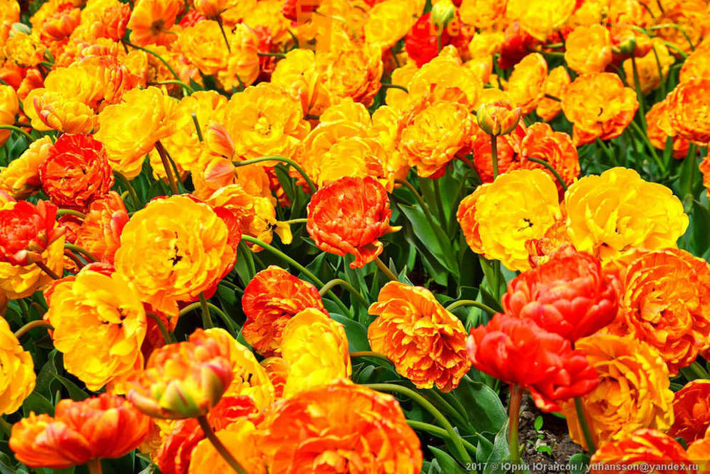 Beauty Crimean tulips in the Nikitsky garden