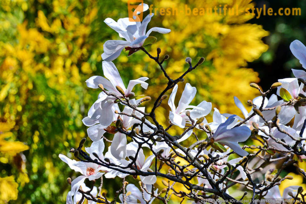 Beautiful blooming magnolia Crimean