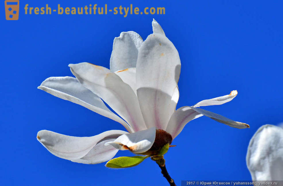 Beautiful blooming magnolia Crimean
