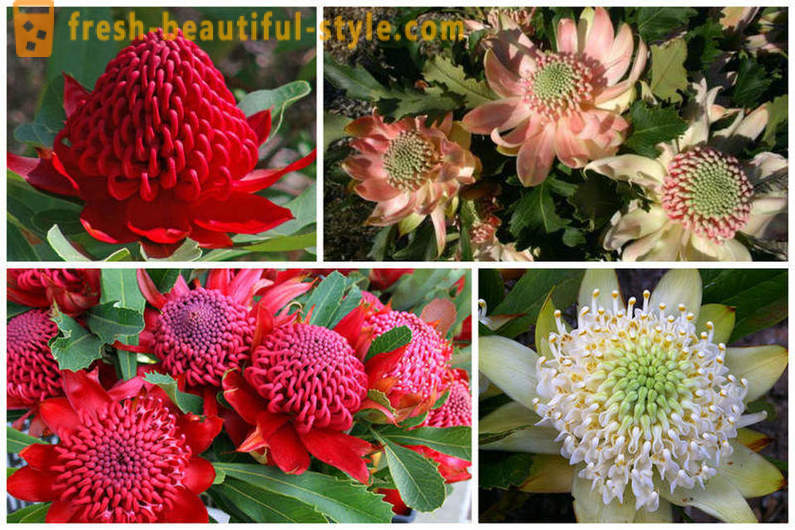 Flowering eucalyptus and other natural wonders