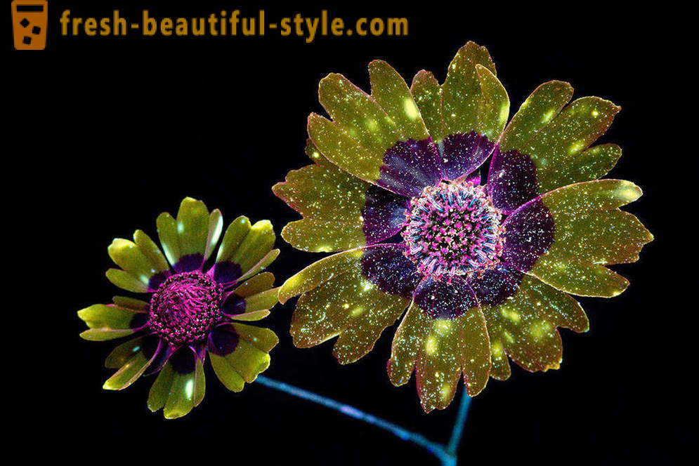 Dazzling photographs of flowers, lit with ultraviolet light