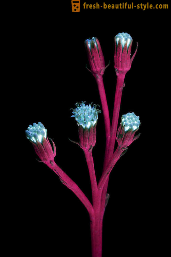 Dazzling photographs of flowers, lit with ultraviolet light