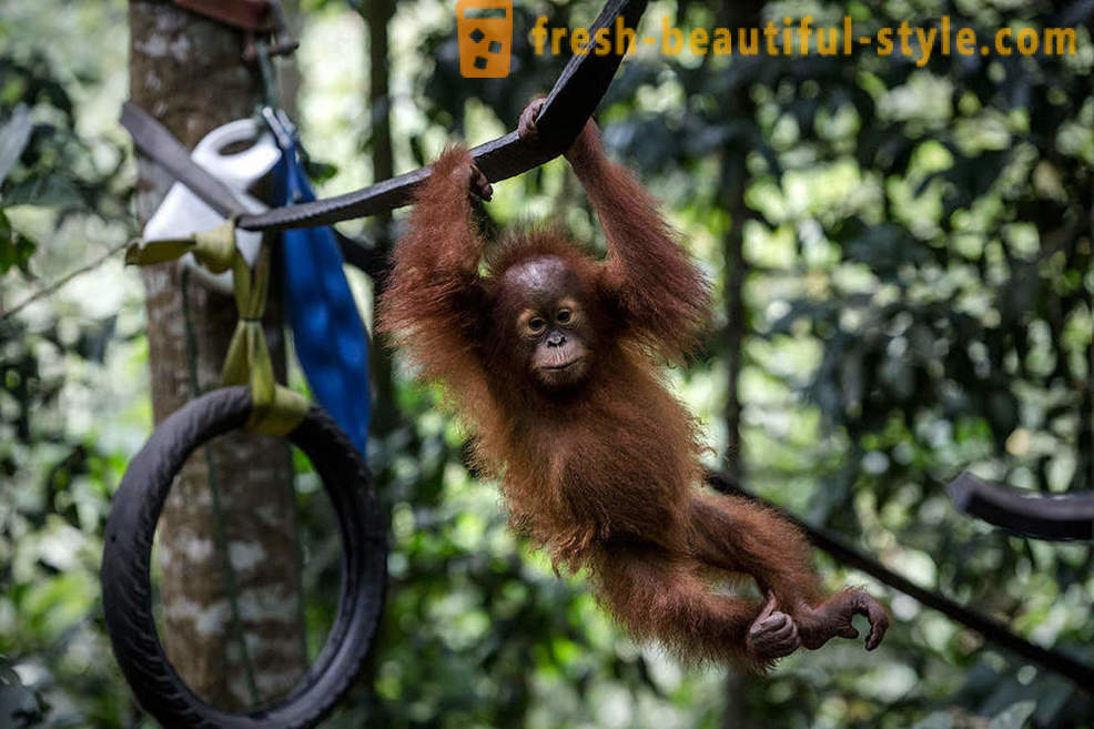 Orangutans in Indonesia