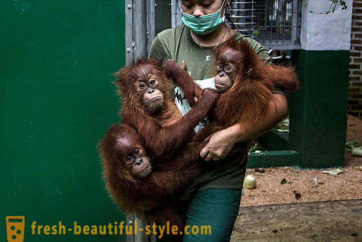 Orangutans in Indonesia