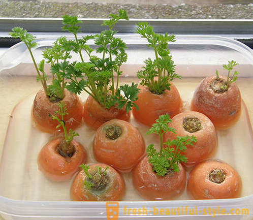 15 vegetable crops that can be grown on a windowsill at home