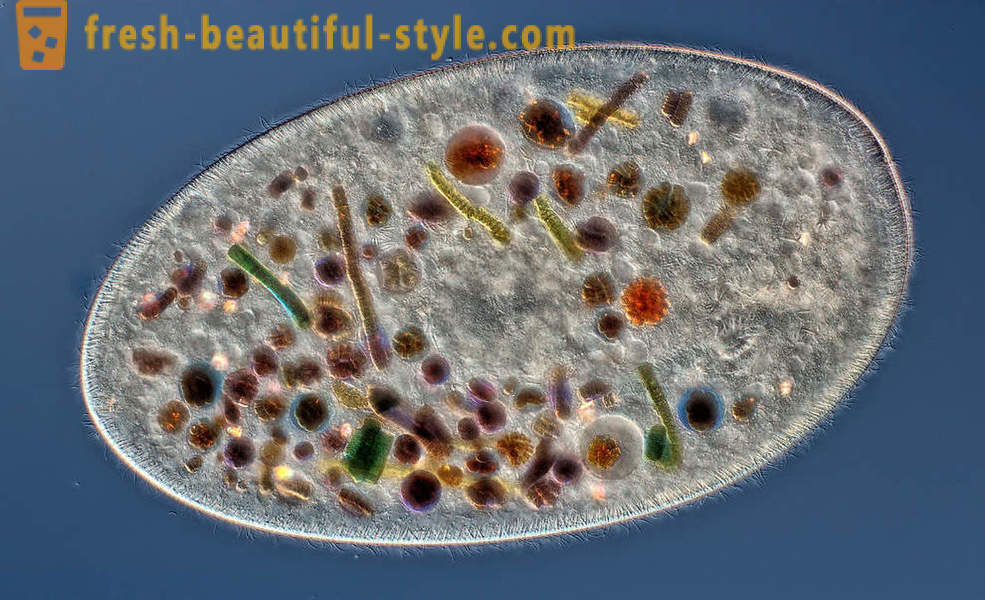 Competition micrographs of Nikon Small World 2016