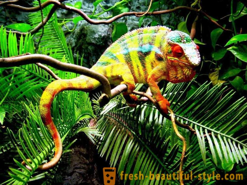 10 animals with the brightest color