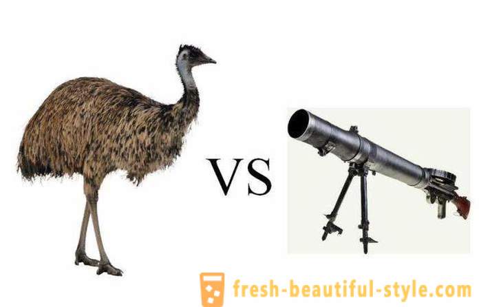 Ostriches against guns or war with a surprise ending ...