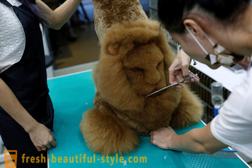 Hairdresser for animals