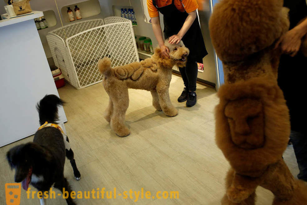 Hairdresser for animals