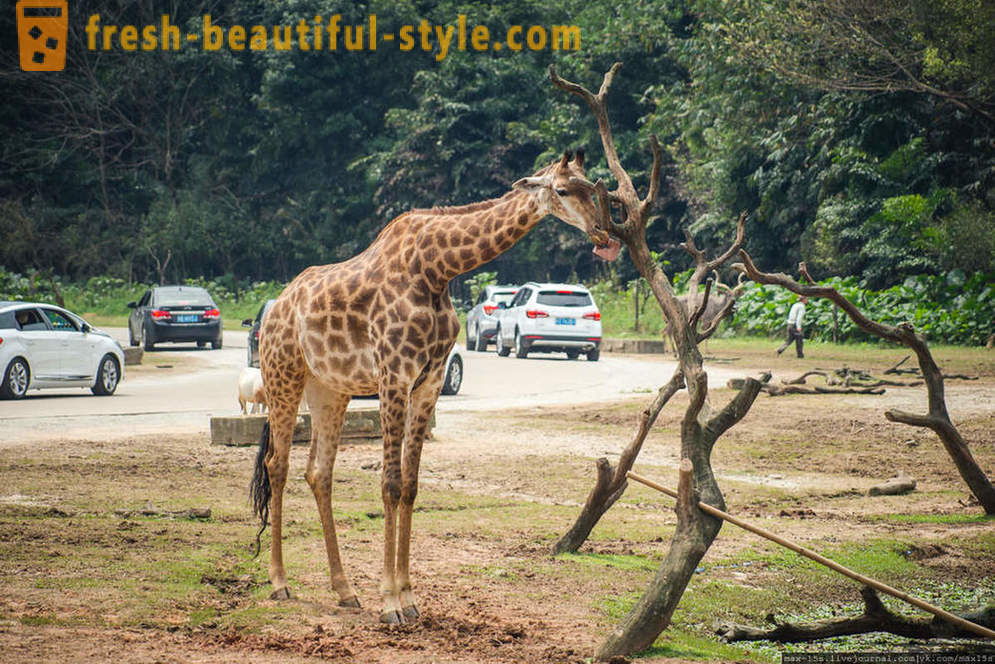 China, Guangzhou: Chimelong Safari Park (Part 1)