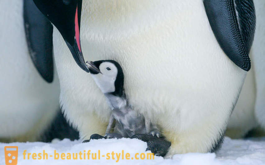 As male Emperor penguins care for their offspring