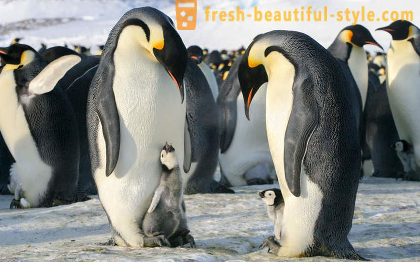 As male Emperor penguins care for their offspring