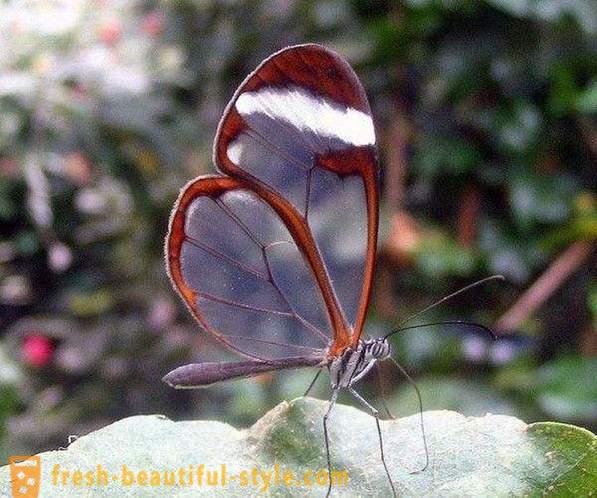 Incredible butterfly sesiidae