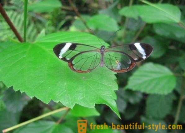Incredible butterfly sesiidae